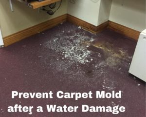 mold in carpet from water damage
