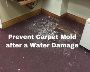 mold in carpet from water damage