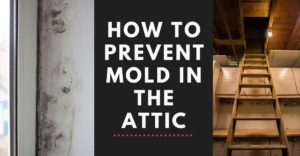 Attic Mold