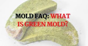 green mold