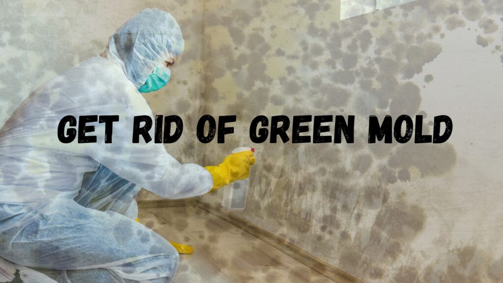 get rid of green mold